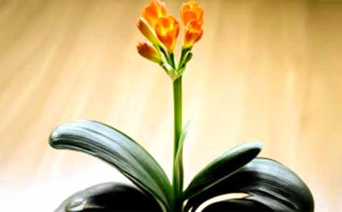  �茑�����m�ľ���