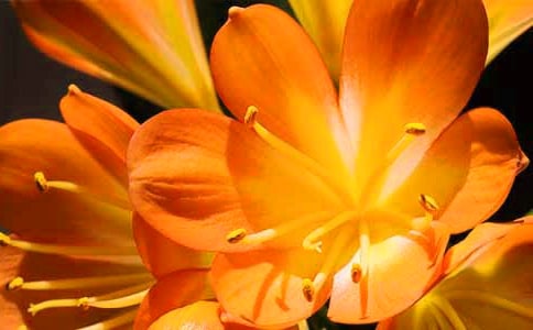 君子蘭作文500字