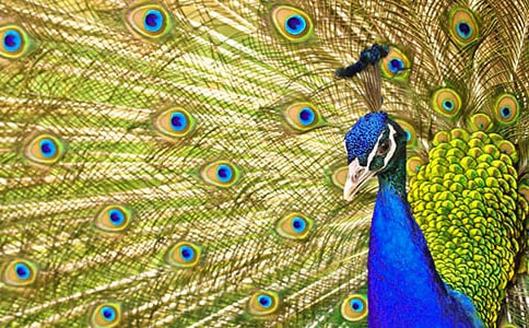 中班美術(shù)教案美麗的孔雀8篇