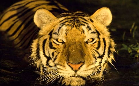 老虎上當(dāng)作文