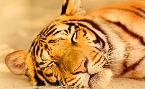 ���������o�ϻ�����2ƪ