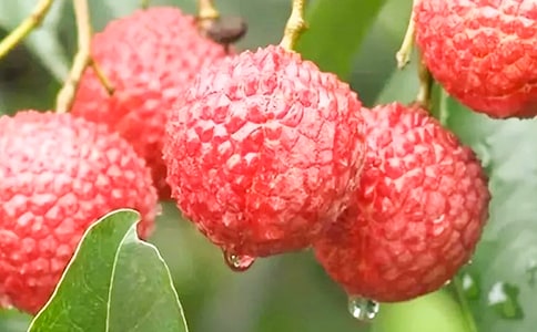 ������������֦�����W(xu��)��(x��)Ҫ�c(di��n)