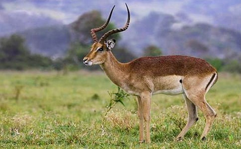 ������ľ�� 11