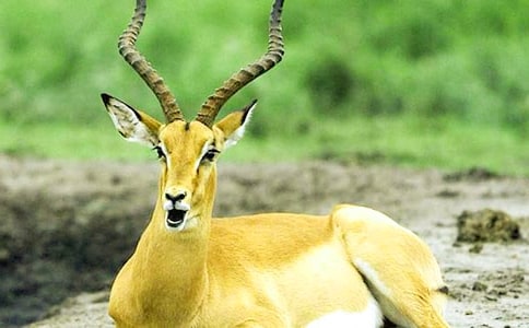 ������ľ�� 6