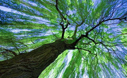 關于柳樹的作文