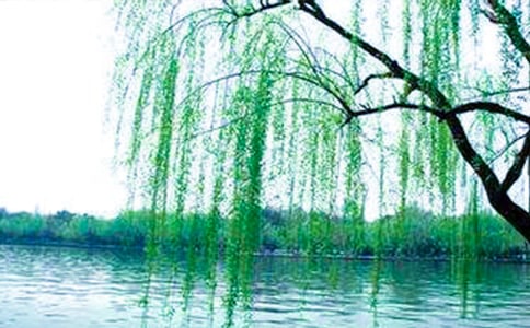 有關(guān)形容柳樹的句子匯總53句