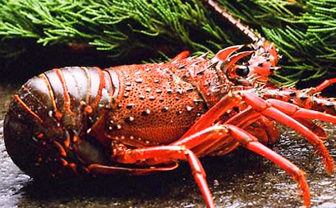 龍蝦節(jié)廣告語