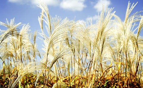 ����(j��ng)�䣩�JȔ?sh��)����?/></p>
<h2>�JȔ?sh��)����?</h2>
<p>�������Ҽ��ݺ�����һƬ�����JȔ��������һ��������ɽˮ�������h(yu��n)����������</p><p>�������죬�JȔ�����ѿ�����丼�(x��)������ð���ּ�(x��)���L�ľG�~����Ȕ�~���G�G�����G�ðl(f��)�⣬�G���r����ꖹ���͵؞����JȔ������ÿһ���JȔ���o��������ꖹ�ԡ���@����ôͦ������ô���г��⡣Ϧ�������Ϧ����؞��½��x�������JȔ���·�������һ�ӽ���������ɫ����</p><p>�����������JȔ��һ��ǧ���������T�ˣ�һ��L(f��ng)���^���JȔ�����ʎ�������ÿ��O�����҂��@Щ�Ԛ���ɘ��ˣ������_Ѿ���M(j��n)�JȔ�������@��׽�~���ǂ����r���g���ؽк�����ֱ����J֦�o����ˡ�</p><p>�������죬�JȔ������һ���������L(f��ng)������ѩ��Ļ����S�L(f��ng)�h�w�������ڴ���ϣ���̎��������˺��İ׽q����</p><p>�������죬�JȔ���е��JȔ�����ջ��ꮅ�����е�ˮ����������@�r���������@����ô���o���]���B���Ǆ� ��`�����]���JȔ?sh��)���ײ��Ҳ�]�����ܵ��Q����ż��߀�ܿ����׸�Ȕ����������ˮ�Д[�ӣ������ڞ������������������Ŭ����</p><p>���������Ґۼ��l(xi��ng)���JȔ����</p><h2>�JȔ?sh��)����?</h2>
<p>�����҂����l(xi��ng)�Ĵ��^����һƬ�JȔ����һ�����������е��JȔ�ʹ�G��������ɫʮ��������</p><p>�����糿��΢�L(f��ng)�p�p�ش����������ں�������˯���JȔ�����JȔ���l(f��)��ɳɳ��������S�L(f��ng)�[�����h(yu��n)�h(yu��n)��ȥ������һ�l�l�G�z���ڔ[�ӡ�Ŷ��ԭ�����������_���V��˯�ۣ����˂���Ƿ���������������ӽ���������N�B�P�����Ͽ����е�߀��Ȕ������������ �Ĳ����B����������������Ĵ��B�ڲ��~��һֻ��ü���JȔ�ϳ��裻���t���@���w�^���o�JȔ���������S�����C(j��)��</p><p>�����S����JȔ���͸���������Ϧ����؞��½���������JȔ��������һ�ӽ������������ص�ɫ����ԭ��Ư�����B���˕r���T��������ë�W�W�l(f��)����ʮ��ҫ�������JȔ��ͬһ��K������@�r��`�JȔ������