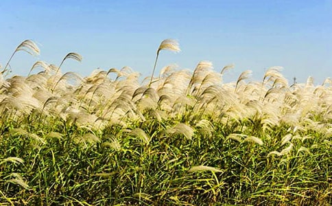 �JȔ?sh��)����?/></p>
<h2>�JȔ?sh��)����?</h2>
<p>�����e�˶�ٝ���������������҅sٝ�����l(xi��ng)�JȔ?sh��)������?/p><p>�����ҵ��ϼҴ���������һ�l�峺Ҋ�׵�.С�ӣ��ӵăɰ��L���S���JȔ���B�d��������ĸ�H��ܛ�ı۰����������ɰ��Ӟ����@���G���͵�Ȕ������������ͳ������ܵ�Ȕ�����������JȔð��ѩ�׵��J��������һȺ�ı������Ĵ������</p><p>�����������V�����JȔ�����ǌ���ÿ���r(n��ng)�v���£��Ҽґ�������ժȔ�~���������^���繝(ji��)�������f�@�Ǽo(j��)���҇��Ŵ���Ԋ����ԭ������߀���V�����J�~���J�U�������ĺ�ԭ�ϣ��҂��õ��n�������I(y��)�������JȔ?sh��)Ĺ��ڡ?/p><p>�����ҕr����ҕ��ïʢ���JȔ�����˼���JȔ����ʩ�������N�������ո��Ż�һ���������՘���ѿ������