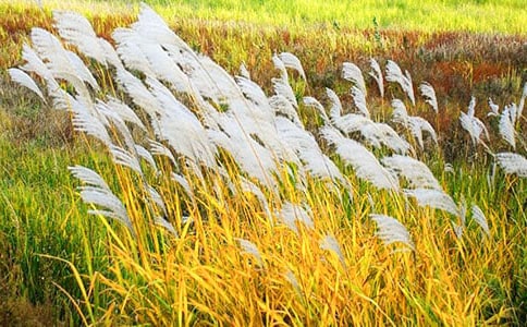 ���JȔ����