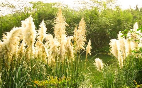 蘆葦作文(精選26篇)