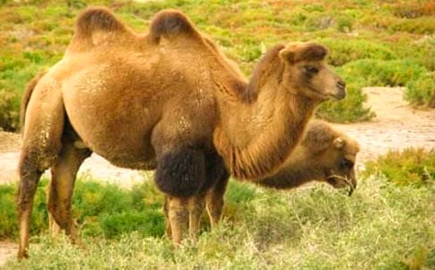 《駱駝和羊》第一課時(shí)