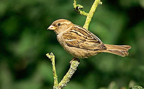 小麻雀的自由作文