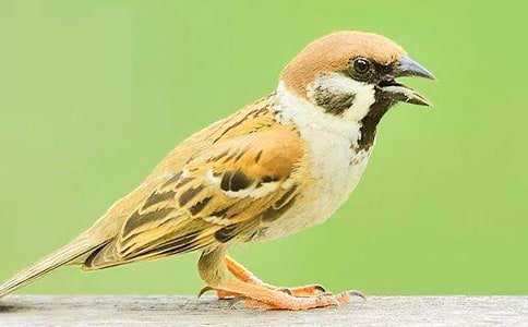 ����ȸ����