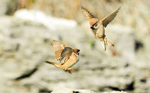 麻雀優(yōu)秀作文