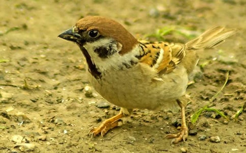 С��ȸ��(y��u)������