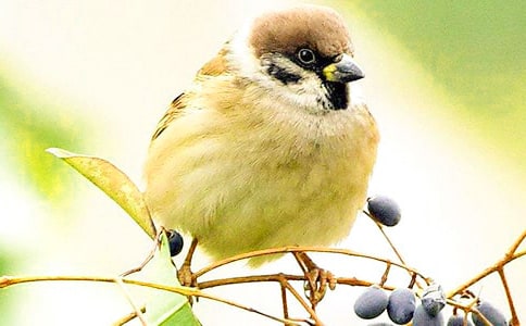 窗外的麻雀作文