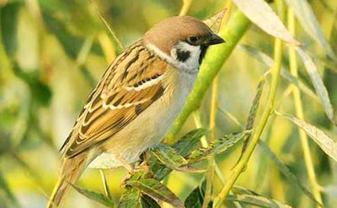 小麻雀的優(yōu)秀作文