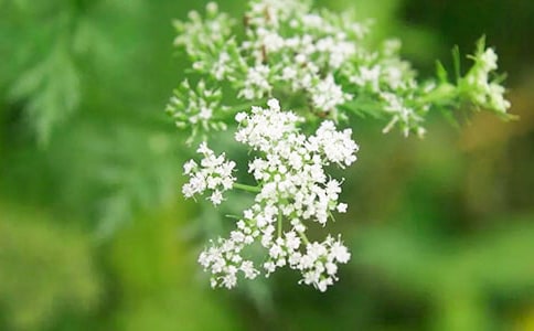 送你滿天星光作文(13篇)