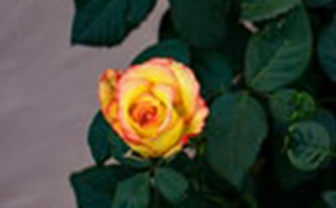 ɳĮõ������