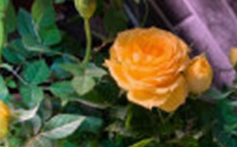 �P(gu��n)��õ�廨��(y��u)�����ģ����x47ƪ��