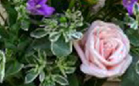 我是玫瑰花作文