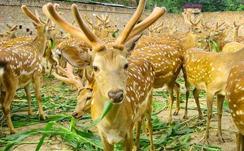 ��÷��¹������