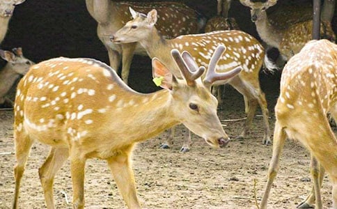 ÷��¹�Ľ̌W(xu��)�O(sh��)Ӌ(j��)