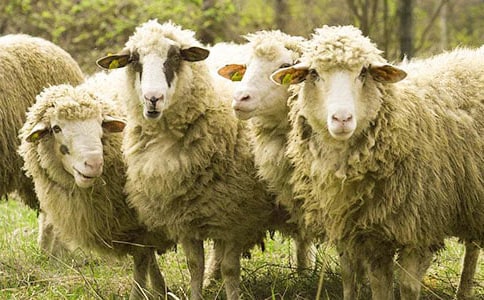 �ҵ�С�d��