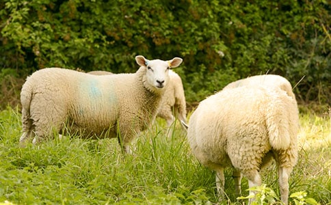小班美術(shù)教案《毛茸茸的綿羊》