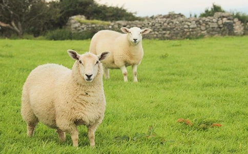可愛的小綿羊小班美術(shù)教案
