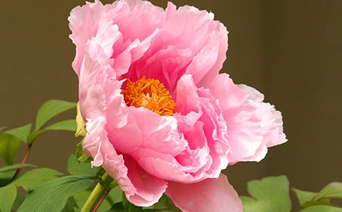 �茑ĵ��������