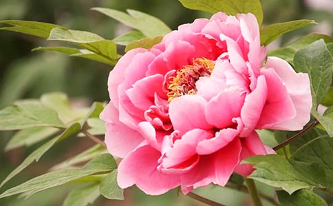 2023年形容牡丹花的句子9句