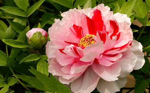 �茑ĵ��������300��