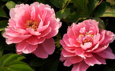 牡丹花小學(xué)作文