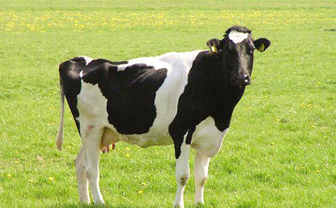 ���|(zh��)��ţ�¼��@���M(j��n)�ں�Ļ