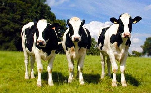 透過(guò)*****奶牛養(yǎng)殖談當(dāng)前畜牧業(yè)發(fā)展的幾點(diǎn)思考與對(duì)策