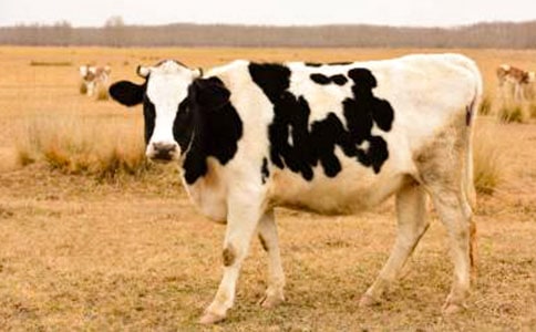 ��ţ���ģ����x29ƪ��