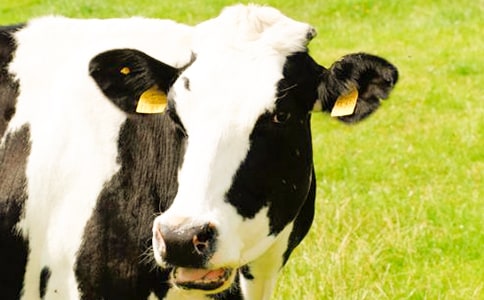 ��ţ��(ch��ng)��(sh��)��(x��)��(b��o)��