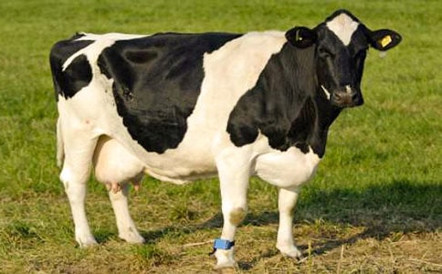 ���������������Ľ̌W(xu��)�O(sh��)Ӌ(j��)