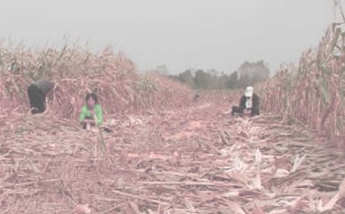 ���r(n��ng)������