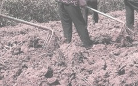 做農(nóng)活的作文