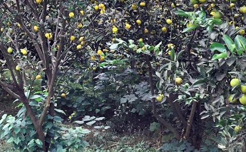 農(nóng)家樂作文(9篇)