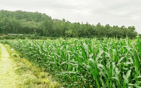 ���r(n��ng)�Ҙ�����