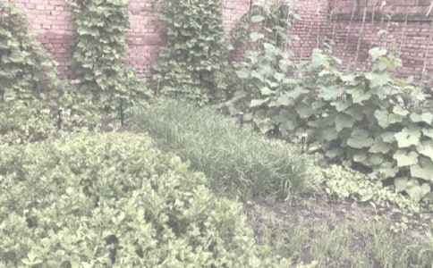 實用的農作物種合同3篇