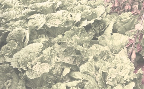 �P(gu��n)���r(n��ng)����N��ͬ�ϼ�ʮƪ