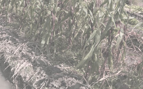 農(nóng)作物種合同范文錦集6篇