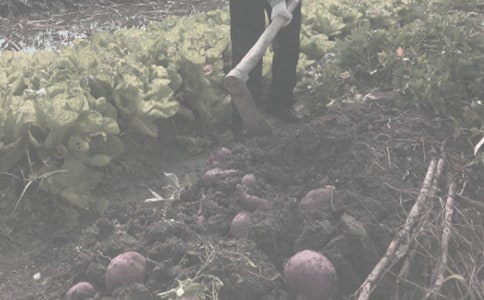 農(nóng)作物種子購(gòu)銷(xiāo)合同