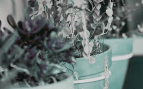 拙政園里盆栽作文