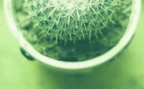 盆栽優(yōu)秀作文